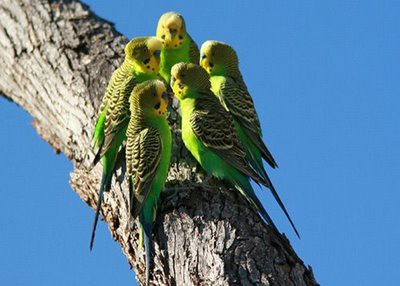 Periquitos Australianos